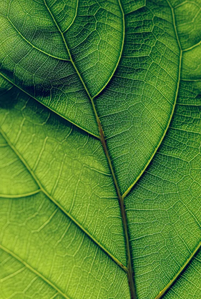 Green leaf HIGH RES 1