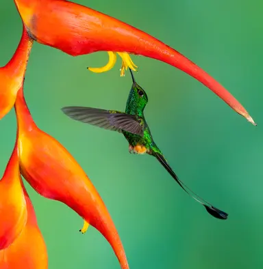 Hummingbird portrait HIGH RES