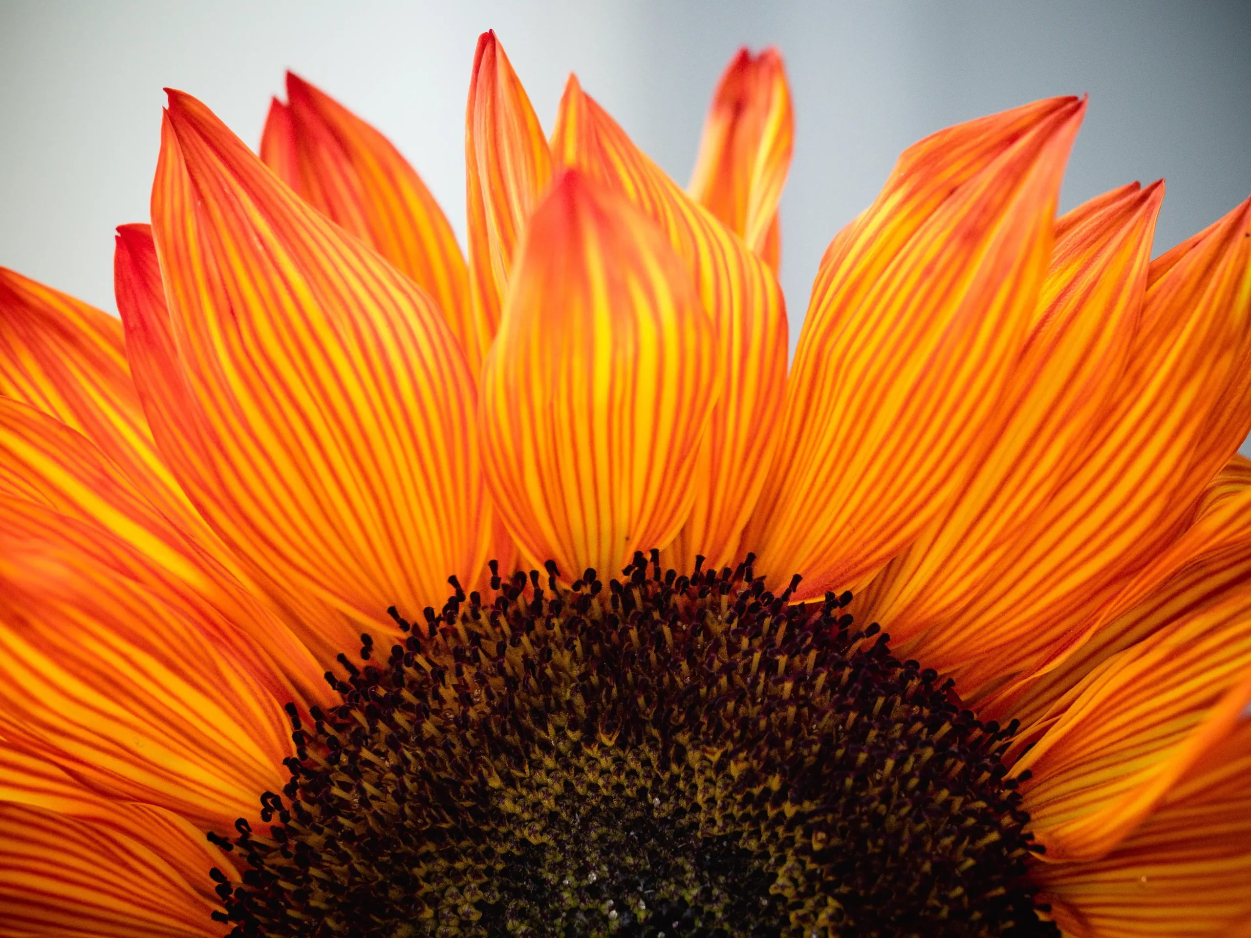 Sunflower orange HIGH RES scaled